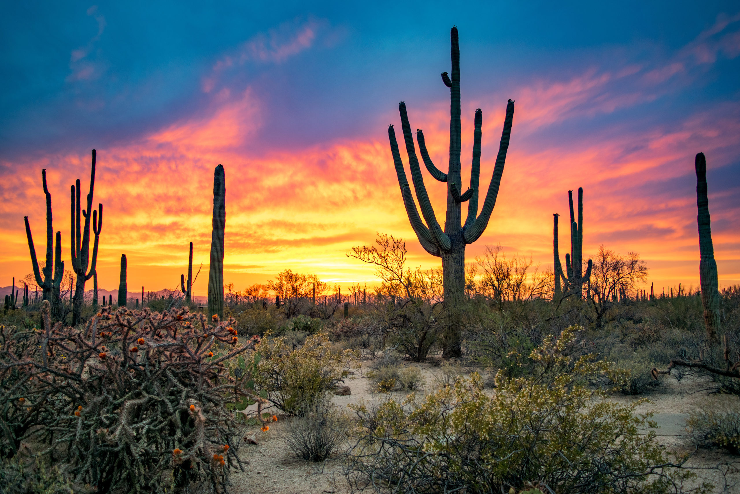 Arizona cactus in the sunset