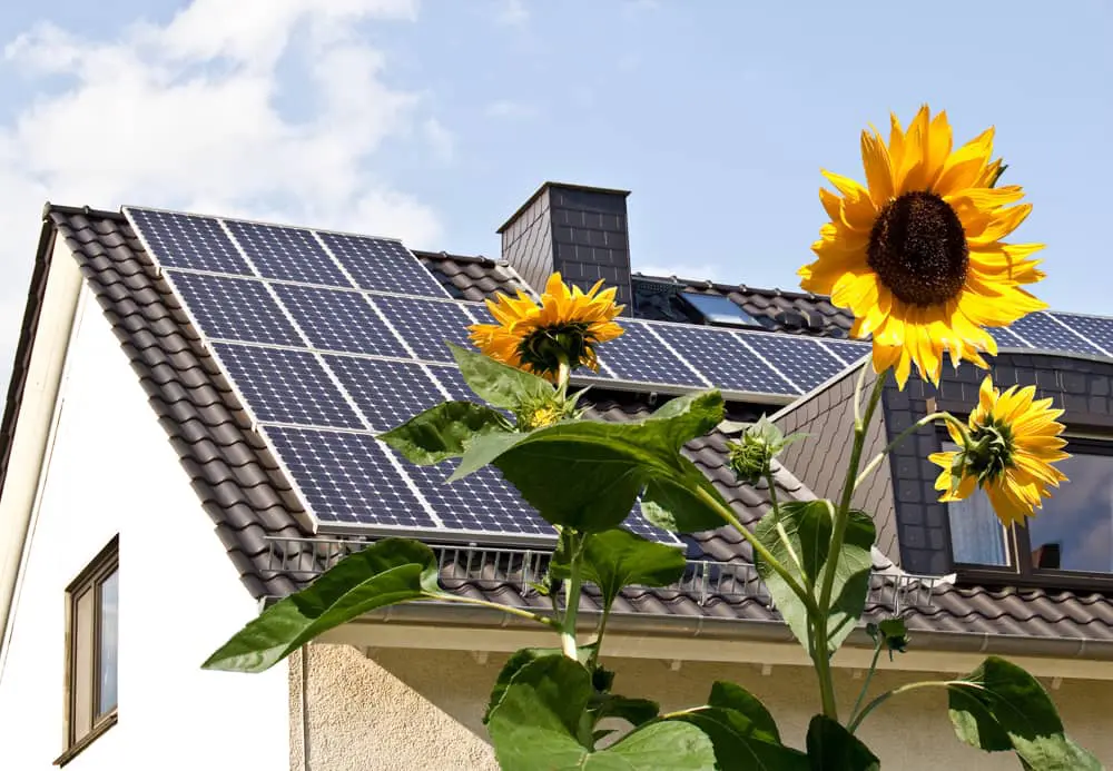 Sunflowers in front of a white residential home with a chimney and solar panels