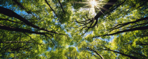 Group of trees with the sun shining through