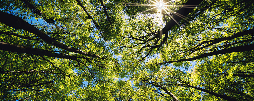 why is solar energy the ideal source of light for photosynthesis